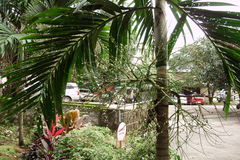 Ptychosperma elegans